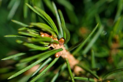 Picea abies 'Tompa' - smrk ztepilý - čarověník - pupeny